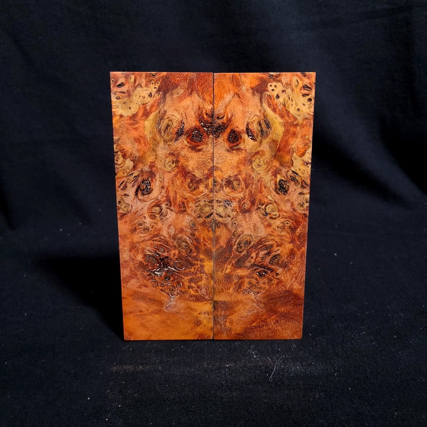 #848 - Orange Buckeye Burl - Bargain Bin - RockSolid Scales -